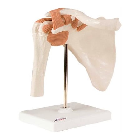 Fabrication Enterprises 3B Anatomical Model - Functional Shoulder Joint 953254